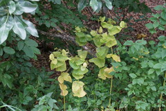 Smyrnium perfoliatum