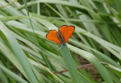 Lycaena dispar