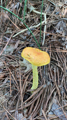 Aureoboletus betula
