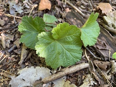 Rubus chamaemorus