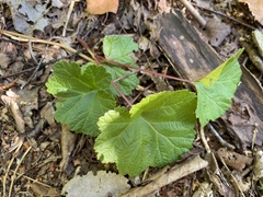 Rubus chamaemorus