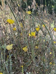 Eschscholzia californica