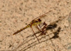 Sympetrum costiferum