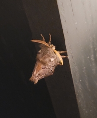 Thaumetopoea pityocampa