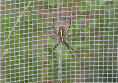 Argiope bruennichi
