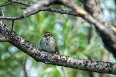 Emberiza schoeniclus