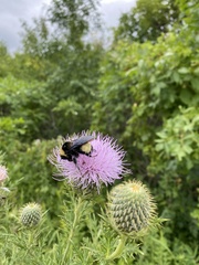 Bombus auricomus