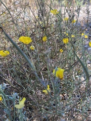 Eschscholzia californica