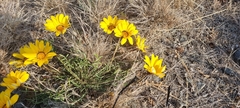 Gazania