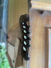 Eumorpha pandorus