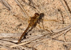 Sympetrum costiferum