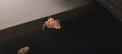 Thaumetopoea pityocampa