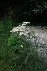 Achillea pannonica