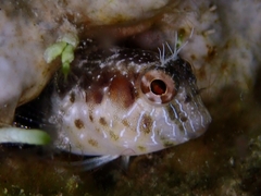 Parablennius marmoreus