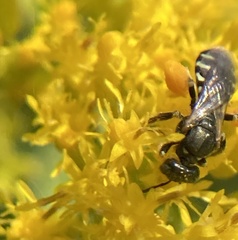 Perdita octomaculata