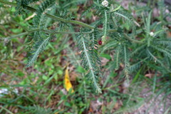 Achillea pannonica