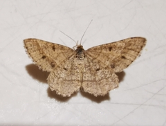 Isturgia murinaria