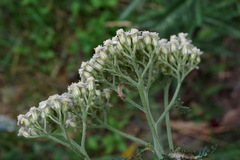 Achillea pannonica