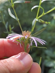 Symphyotrichum novi-belgii