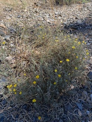Eschscholzia californica
