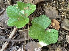 Rubus chamaemorus