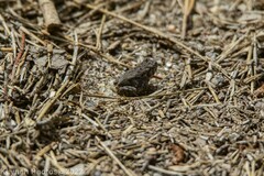 Anaxyrus fowleri