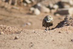 Athene cunicularia hypugaea