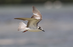 Chlidonias leucopterus