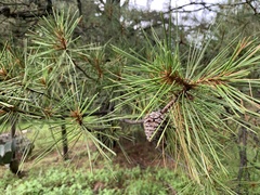 Pinus oocarpa