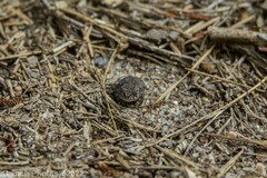 Anaxyrus fowleri