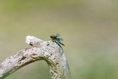 Libellula depressa