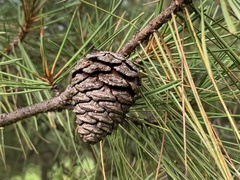 Pinus oocarpa