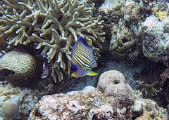 Pygoplites diacanthus