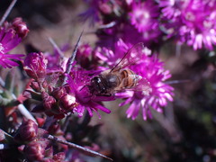 Apis mellifera scutellata