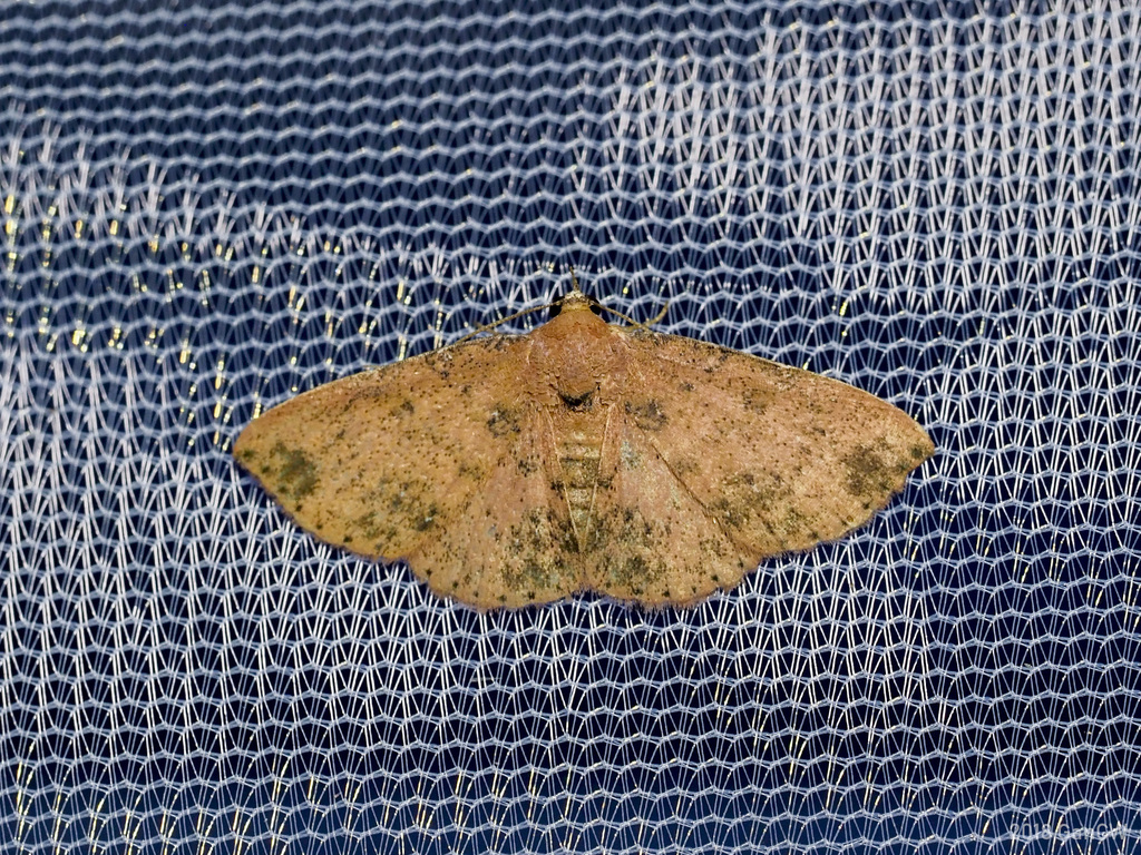 Corgatha nigripalpis