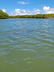 Trichechus manatus
