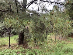 Pinus oocarpa