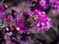 Apis mellifera scutellata