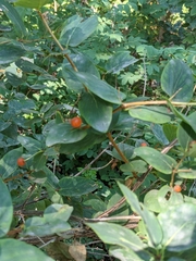 Lonicera tatarica