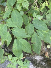 Euonymus occidentalis
