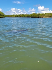 Trichechus manatus