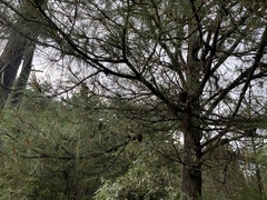Pinus oocarpa