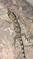 Hemidactylus