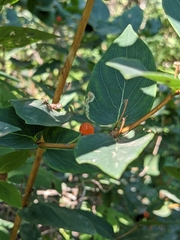 Lonicera tatarica