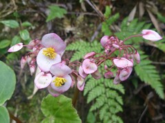 Begonia