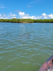 Trichechus manatus