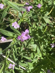 Epilobium ciliatum