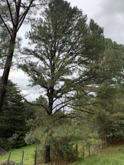 Pinus oocarpa
