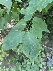 Euonymus occidentalis