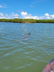 Trichechus manatus